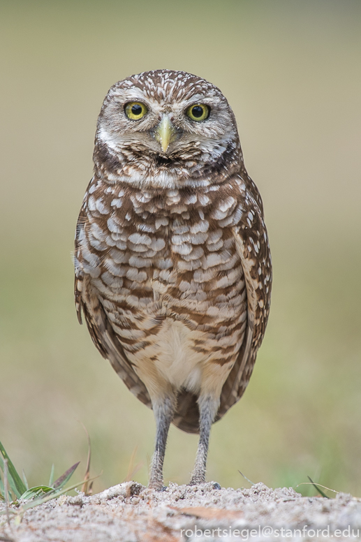 burrowing owls